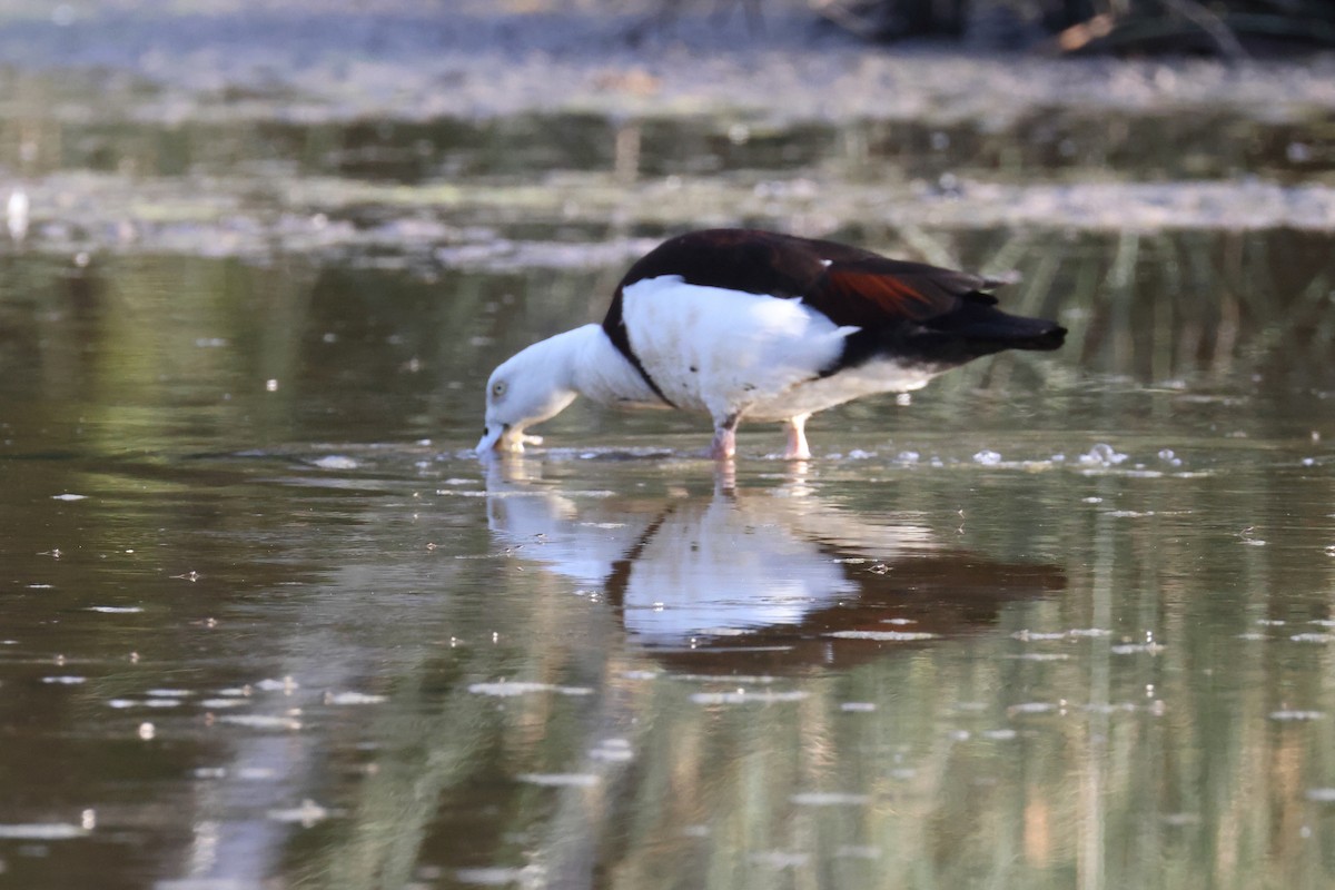 Radjahgans - ML644873573