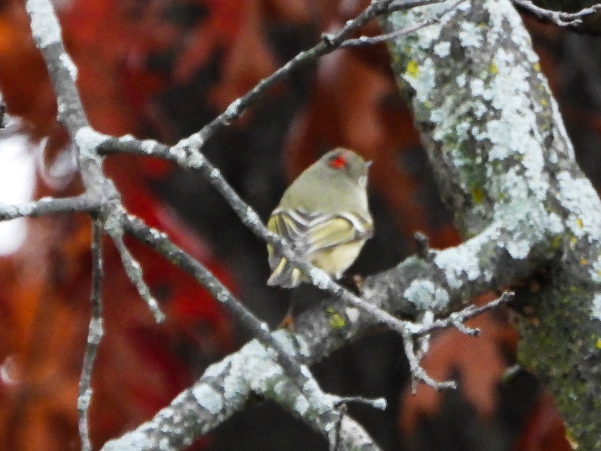 králíček americký - ML644873575