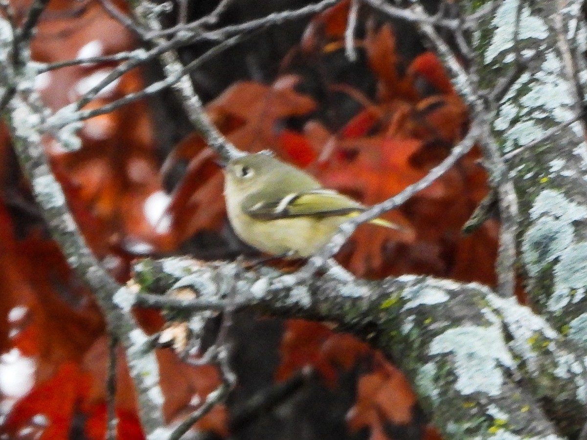 králíček americký - ML644873576