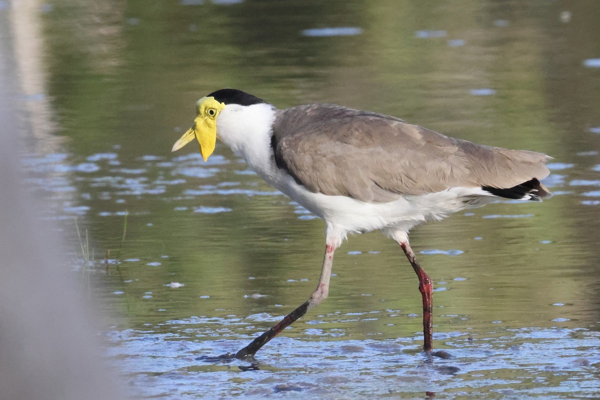 Maskenkiebitz - ML644873589