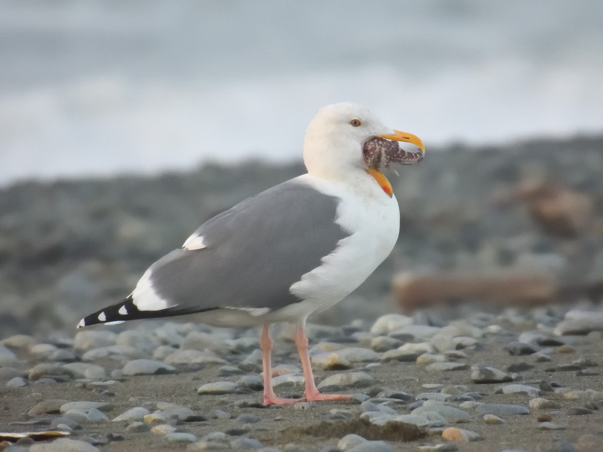 Western Gull - ML644873602