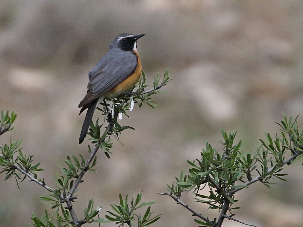 White-throated Robin - ML644873603