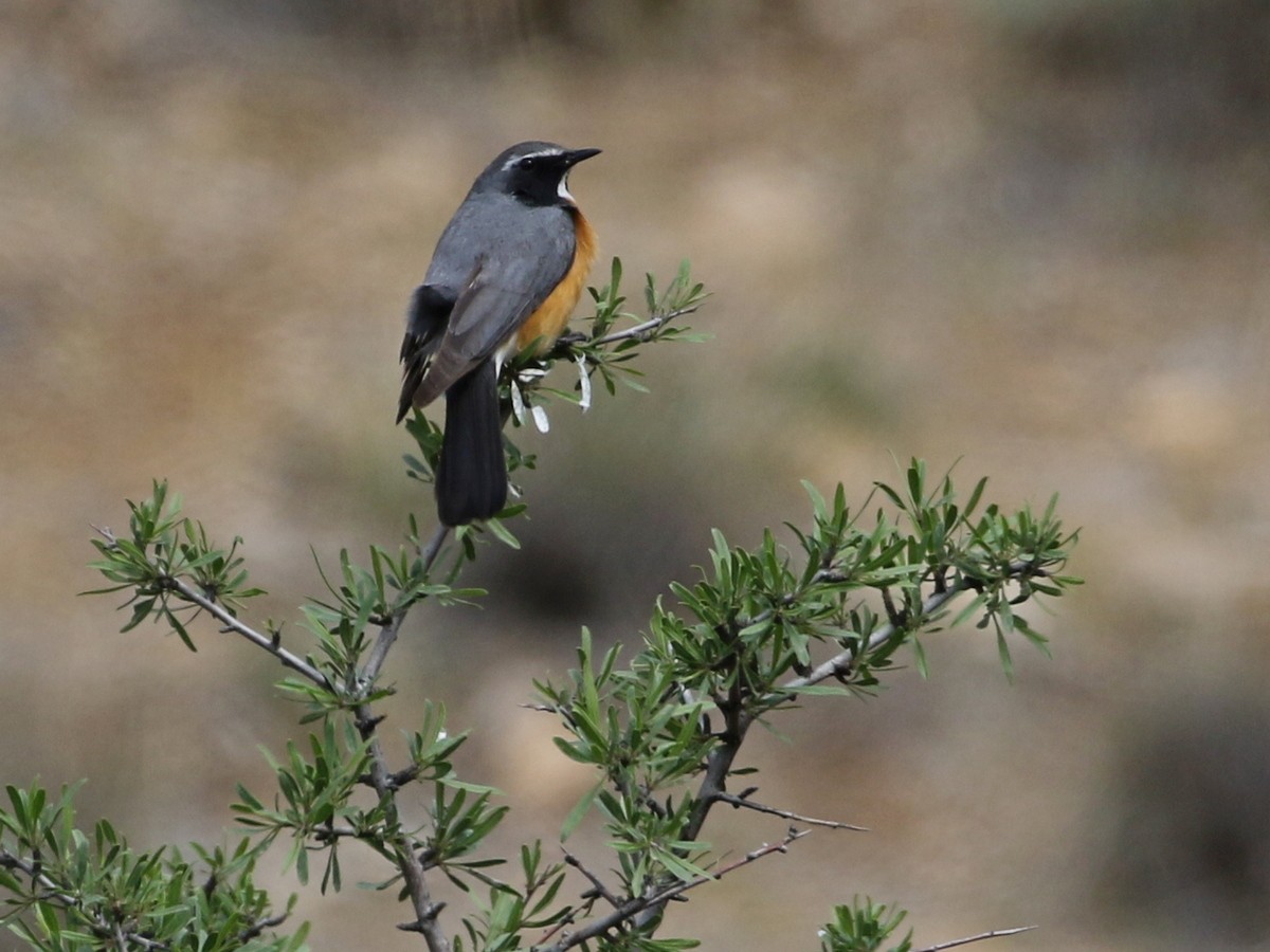 White-throated Robin - ML644873604