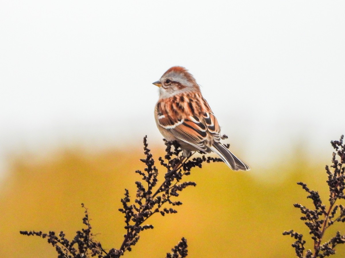 strnádka pokřovní - ML644873607