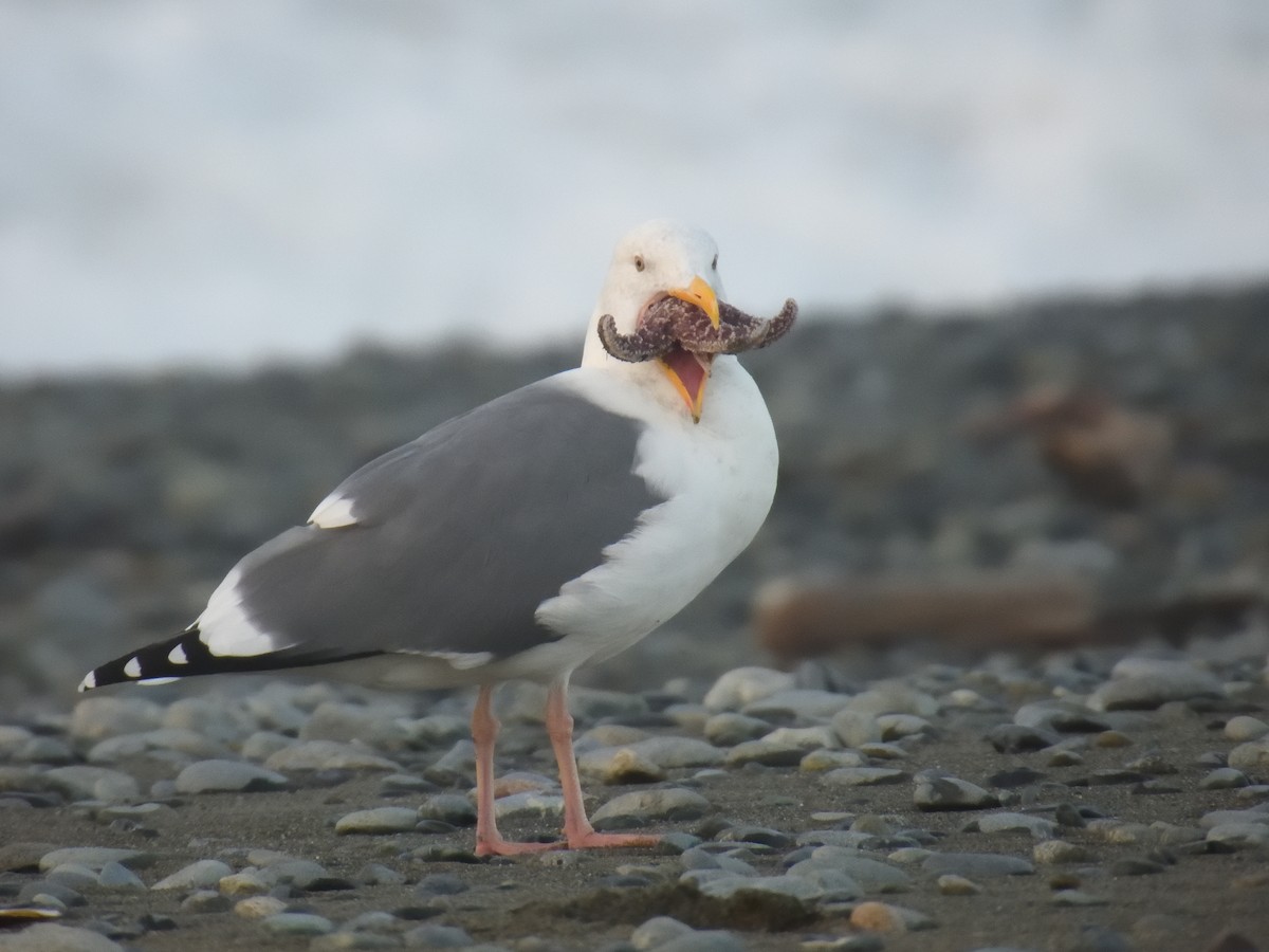 Western Gull - ML644873610