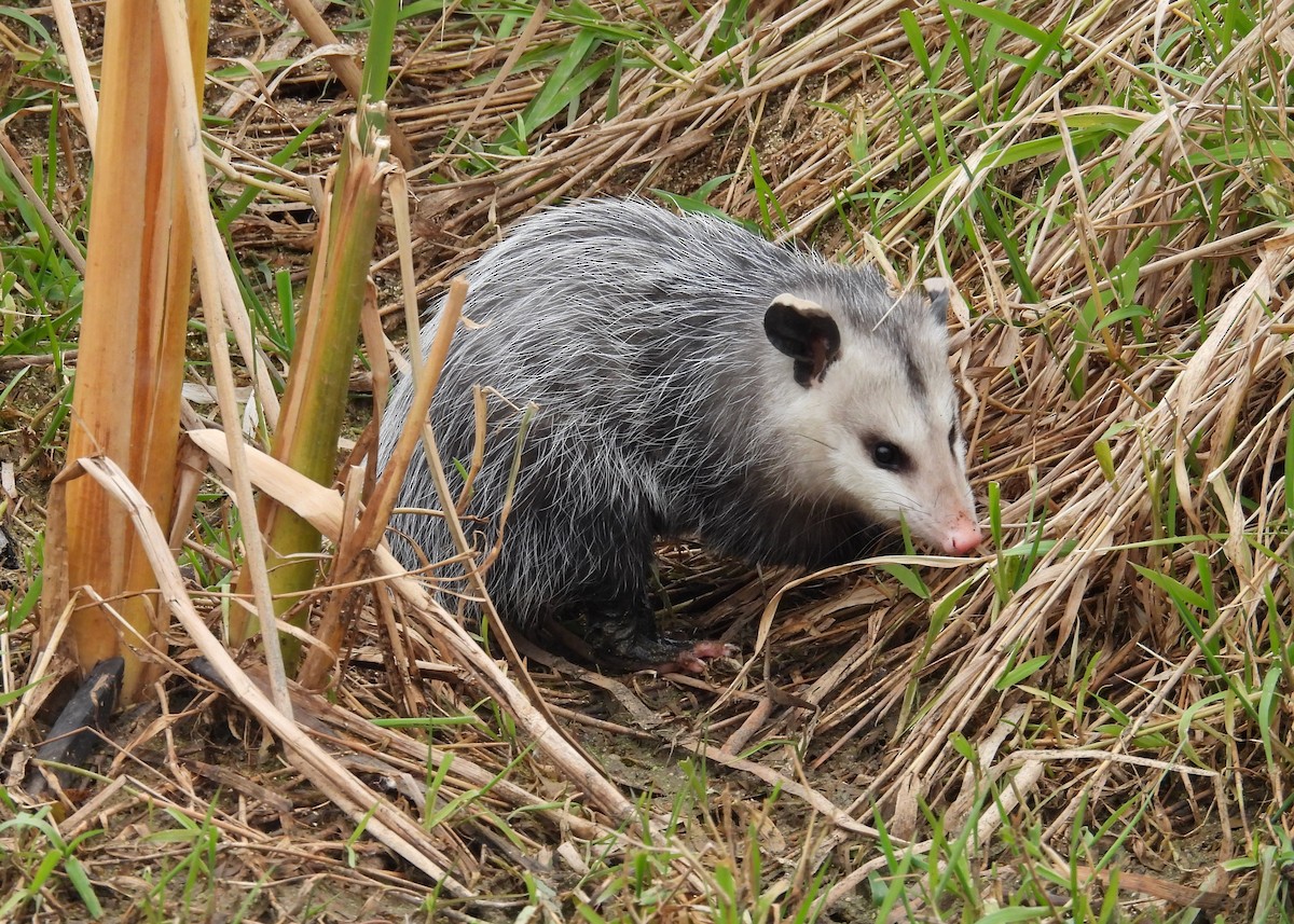 Virginia Opossum - ML644873620