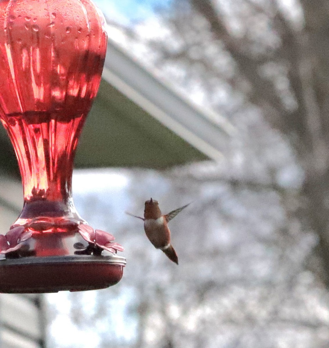 Rufous Hummingbird - ML644873623