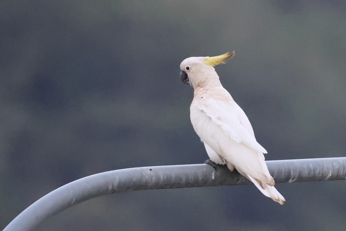 Gelbhaubenkakadu - ML644873627