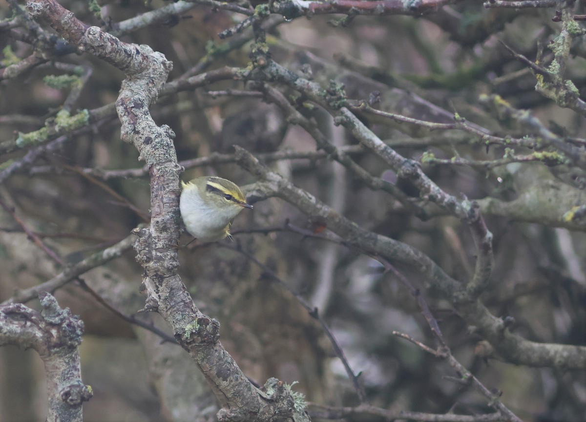 Pallas's Leaf Warbler - ML644873635