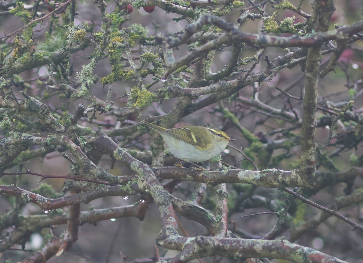 Pallas's Leaf Warbler - ML644873636
