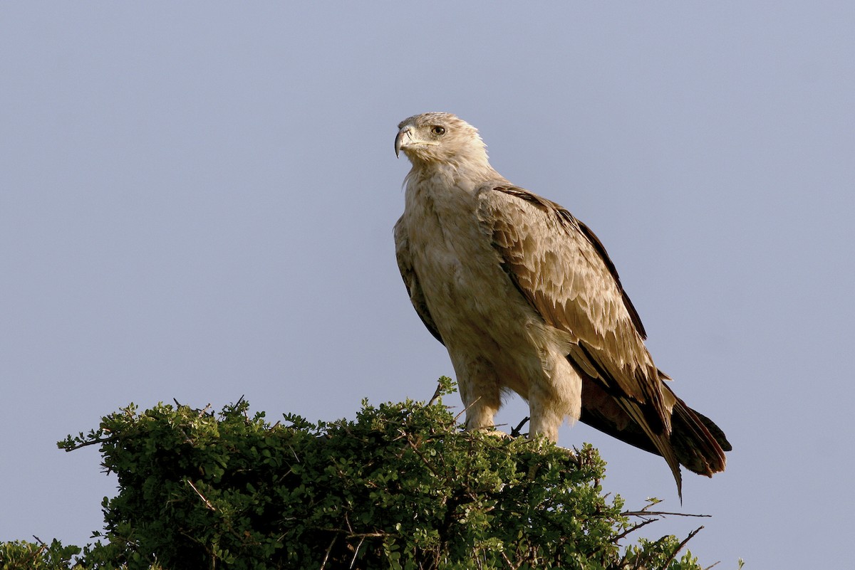 Tawny Eagle - ML644873637