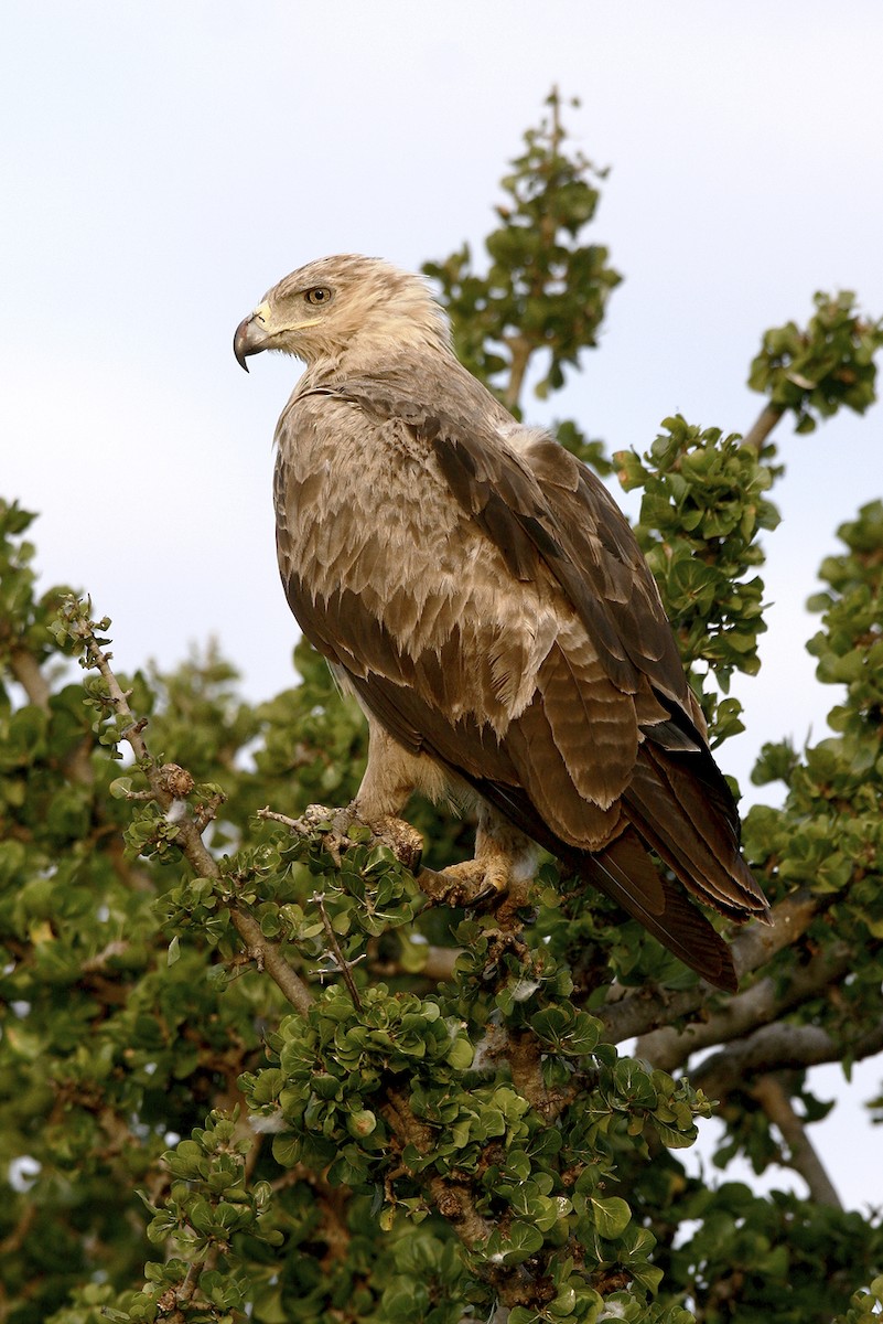 Tawny Eagle - ML644873638