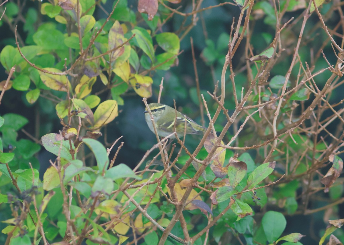 Pallas's Leaf Warbler - ML644873640