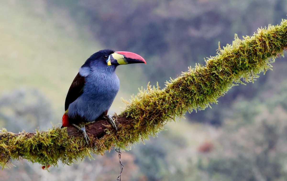 Blautukan - ML644873644