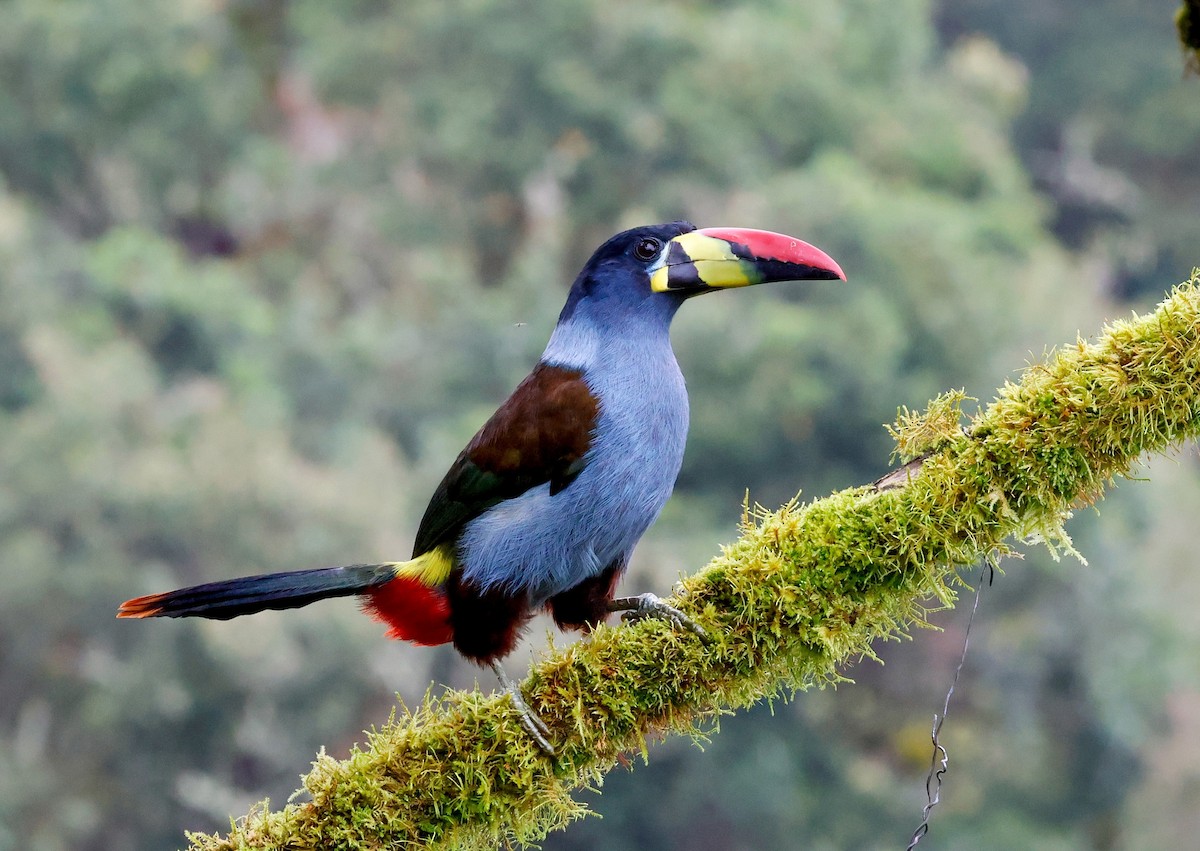 Blautukan - ML644873645