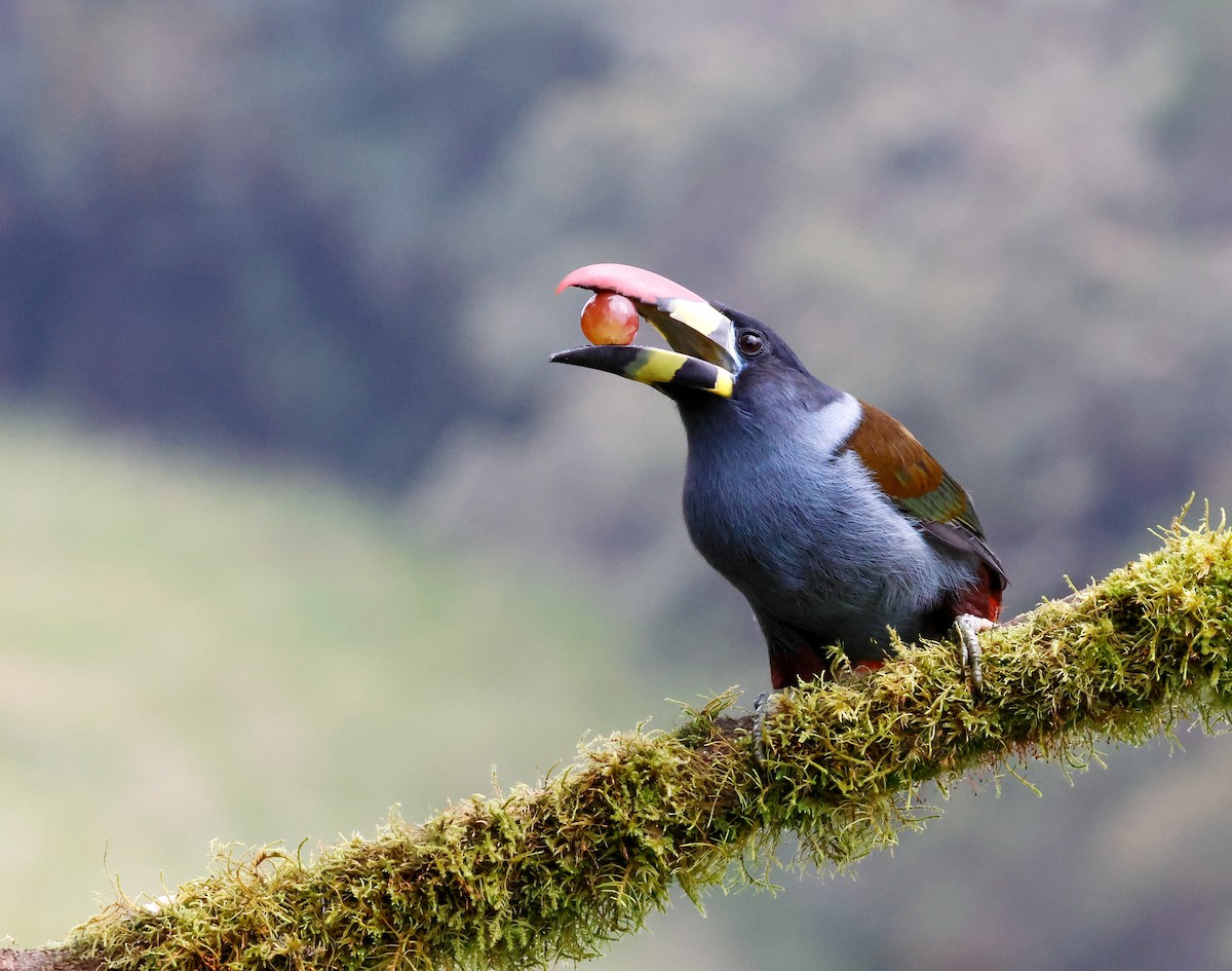 Blautukan - ML644873646