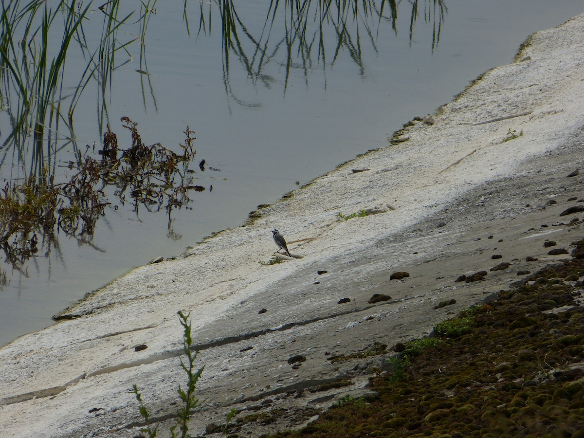 White Wagtail - ML644873649