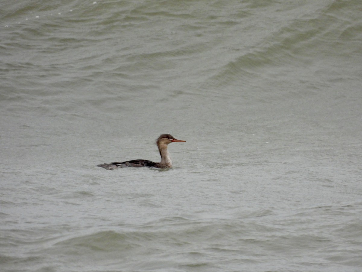 ウミアイサ - ML644873656