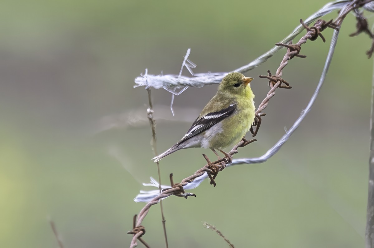 Altın İskete - ML644873660