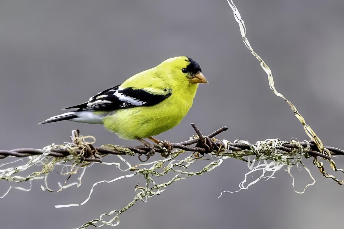 Altın İskete - ML644873663