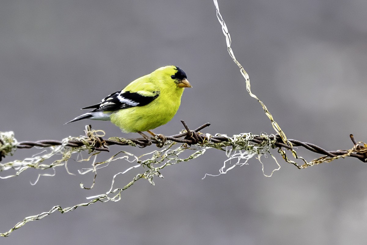 Altın İskete - ML644873664