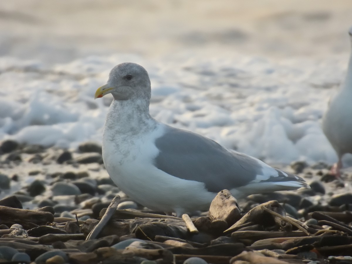 Glaucous-winged Gull - ML644873666