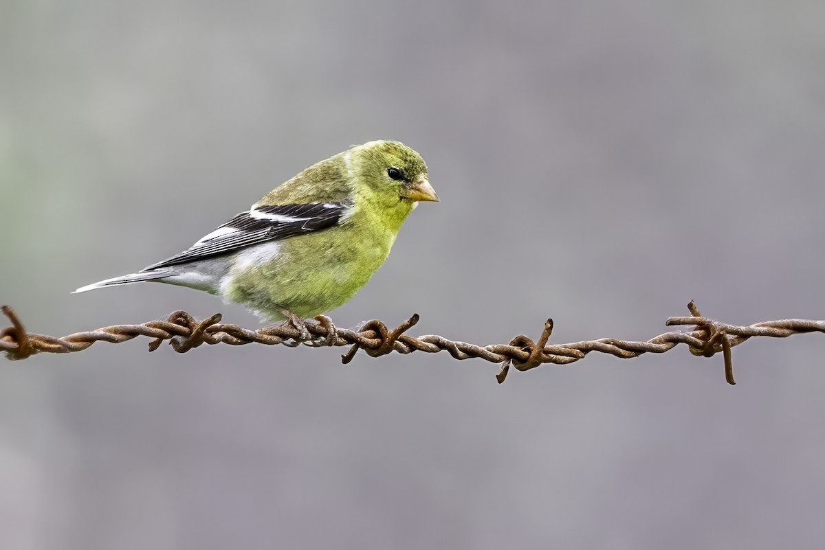 Altın İskete - ML644873669