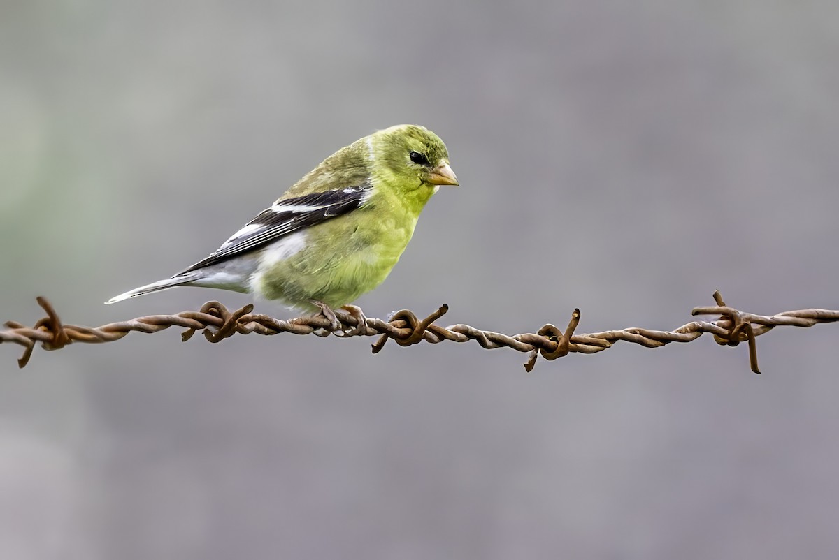 Altın İskete - ML644873680