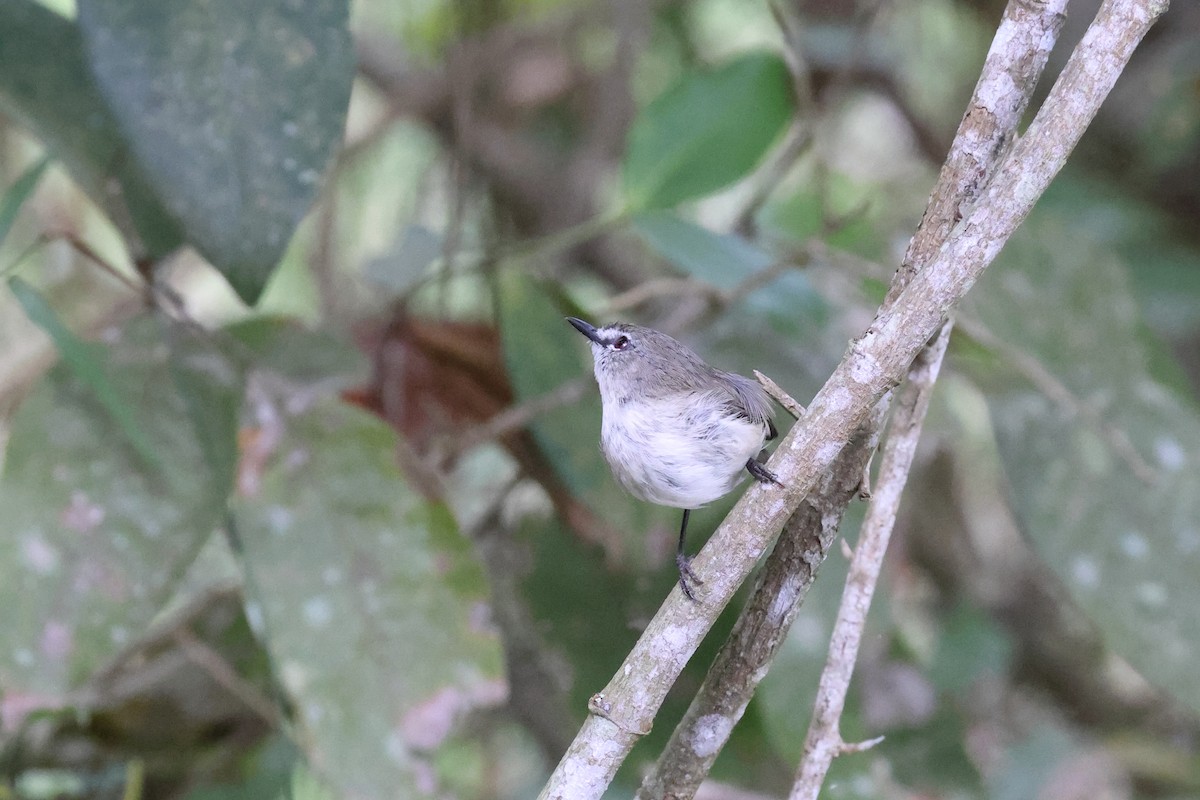 チャイロセンニョムシクイ - ML644873681