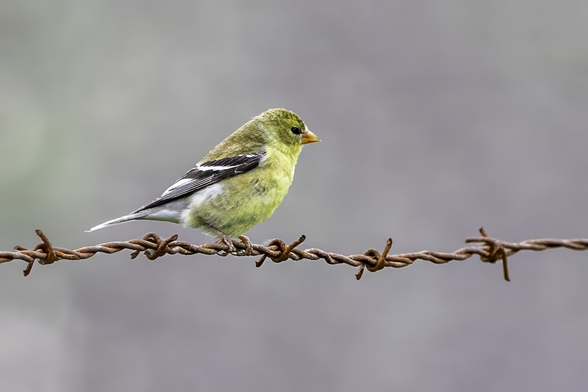 Altın İskete - ML644873703