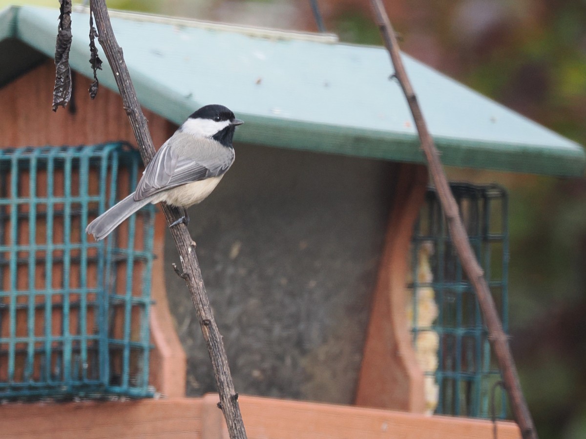 Carolina Chickadee - ML644873707