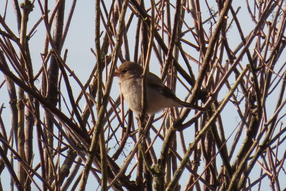 ťuhýk severní - ML644873708