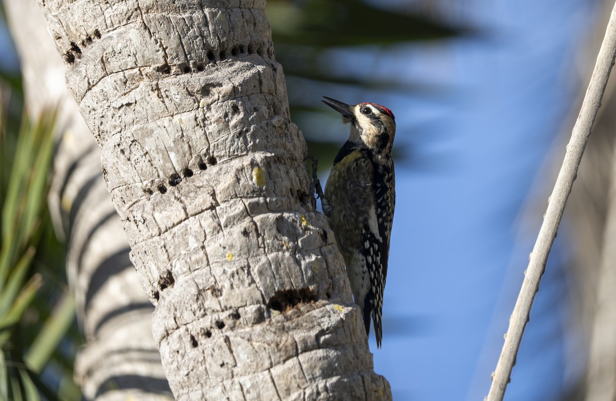 kanadasevjespett - ML644873709