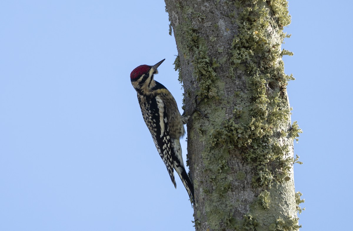 kanadasevjespett - ML644873716