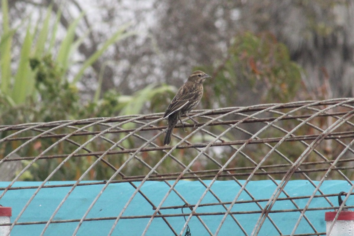Red-winged Blackbird - ML644873719