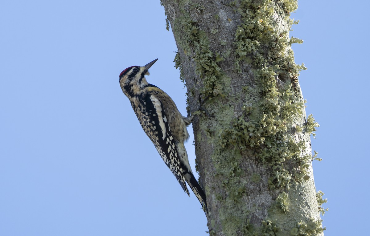 kanadasevjespett - ML644873720