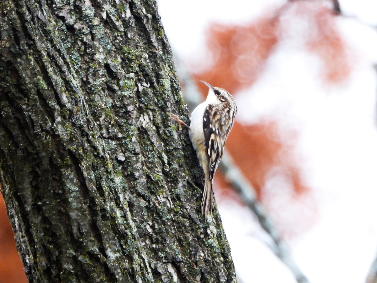 šoupálek americký - ML644873723
