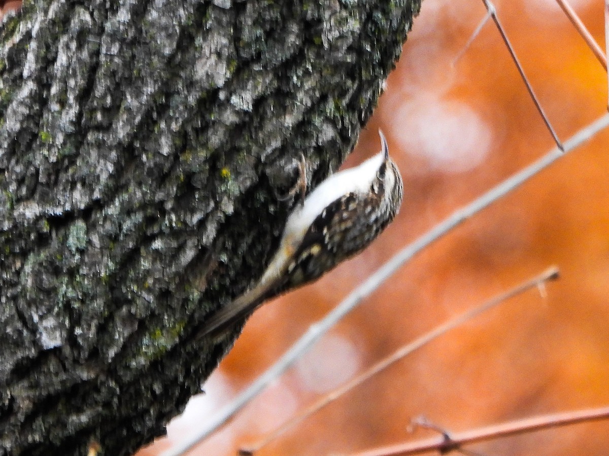 šoupálek americký - ML644873724