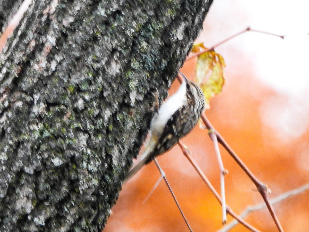 šoupálek americký - ML644873725