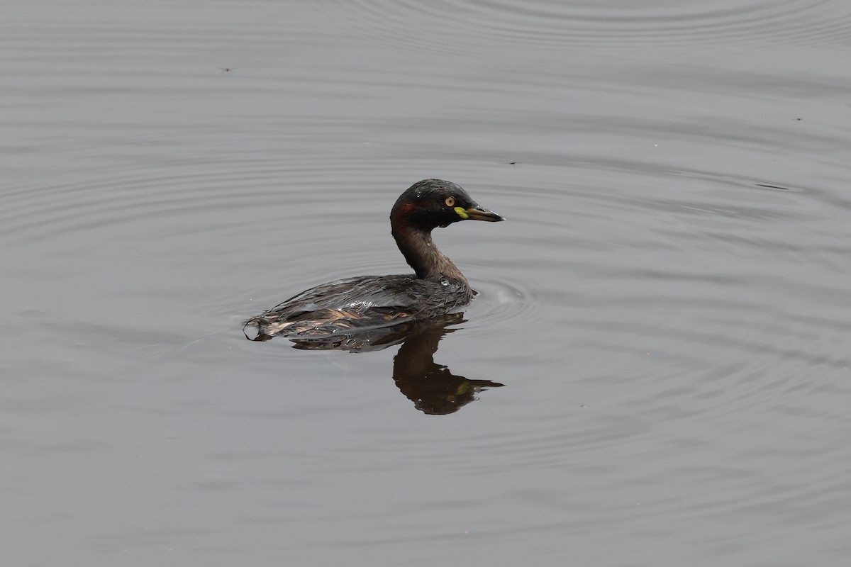 Australasian Grebe - ML644873738