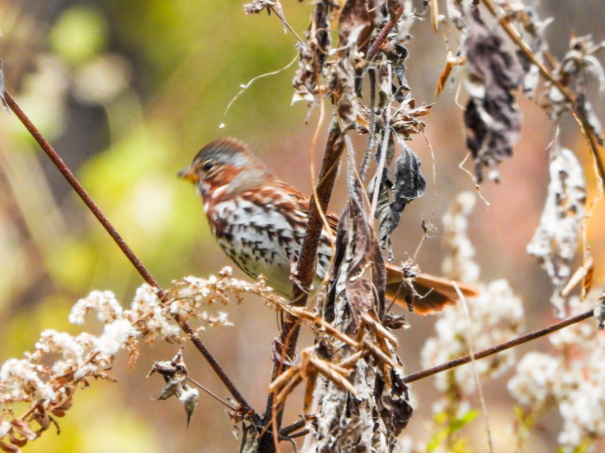 strnadec kaštanový - ML644873750