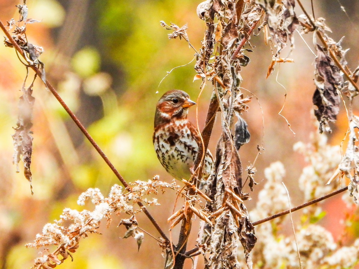strnadec kaštanový - ML644873751