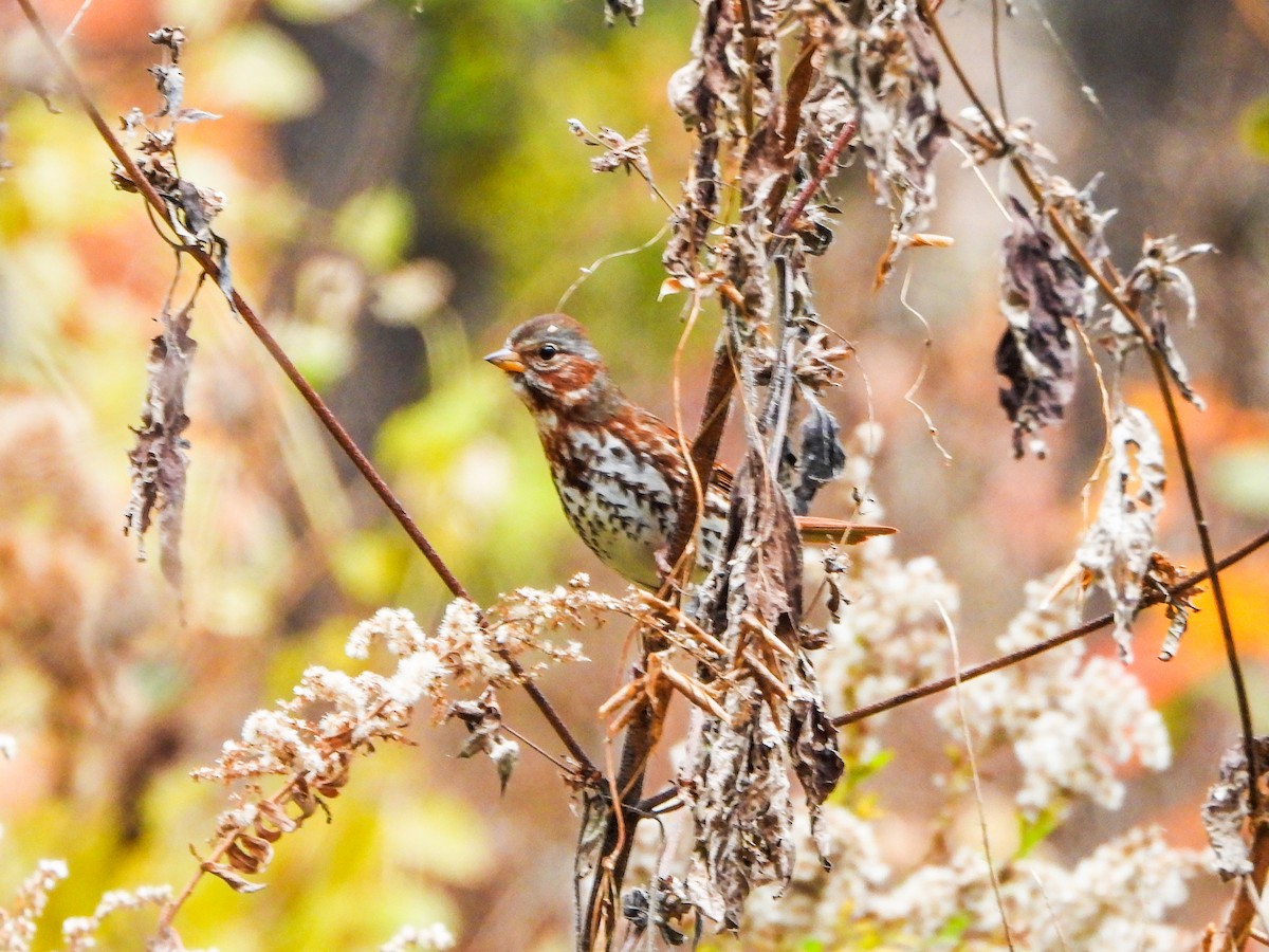 strnadec kaštanový - ML644873752