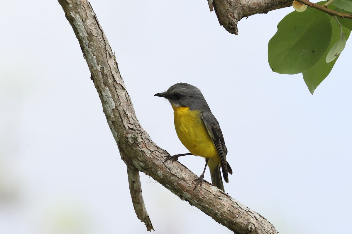 Goldbauchschnäpper - ML644873758