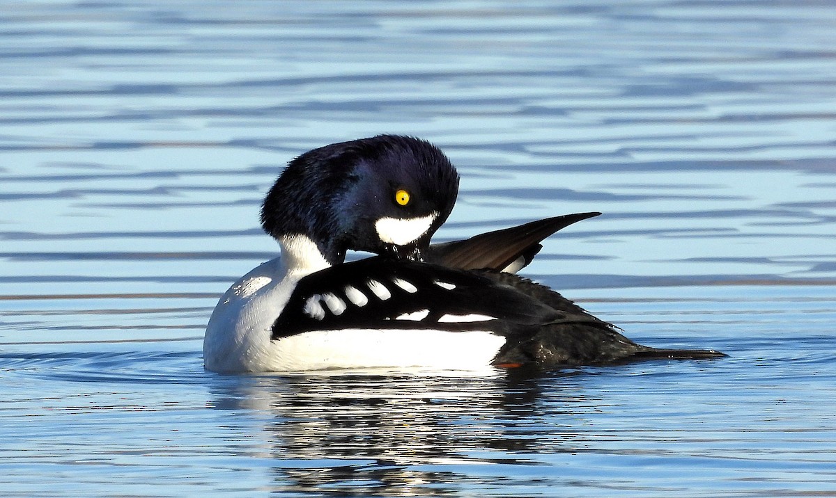 Barrow's Goldeneye - ML644873764