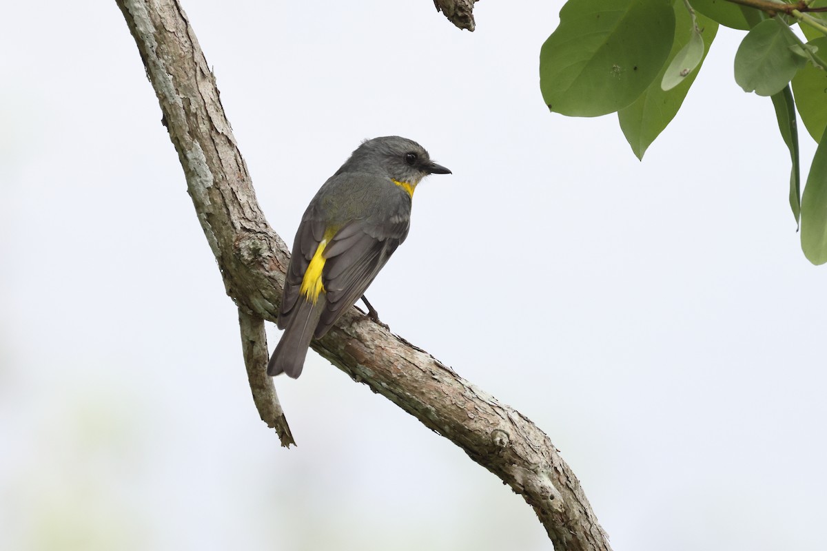 Goldbauchschnäpper - ML644873766