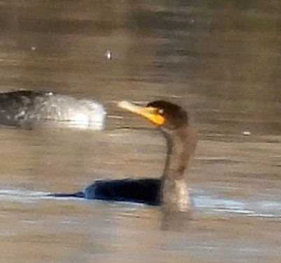 Double-crested Cormorant - ML644873768
