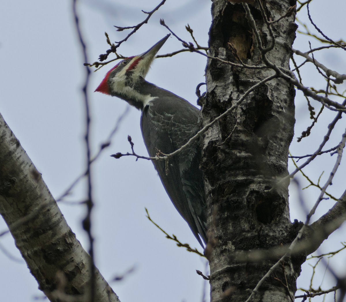 datel chocholatý - ML644873774