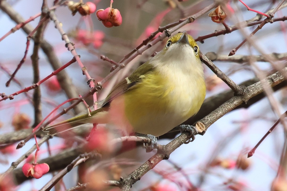 White-eyed Vireo - ML644873775