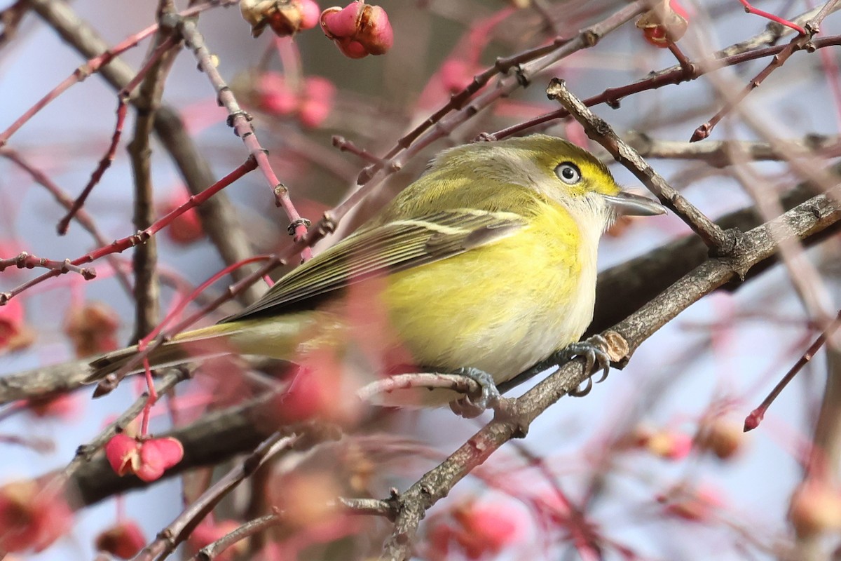 White-eyed Vireo - ML644873776